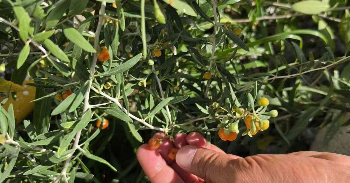 Çin tıbbının 2 bin yıllık şifa kaynağı "Goji Berry" Bitlis topraklarında hayat buldu