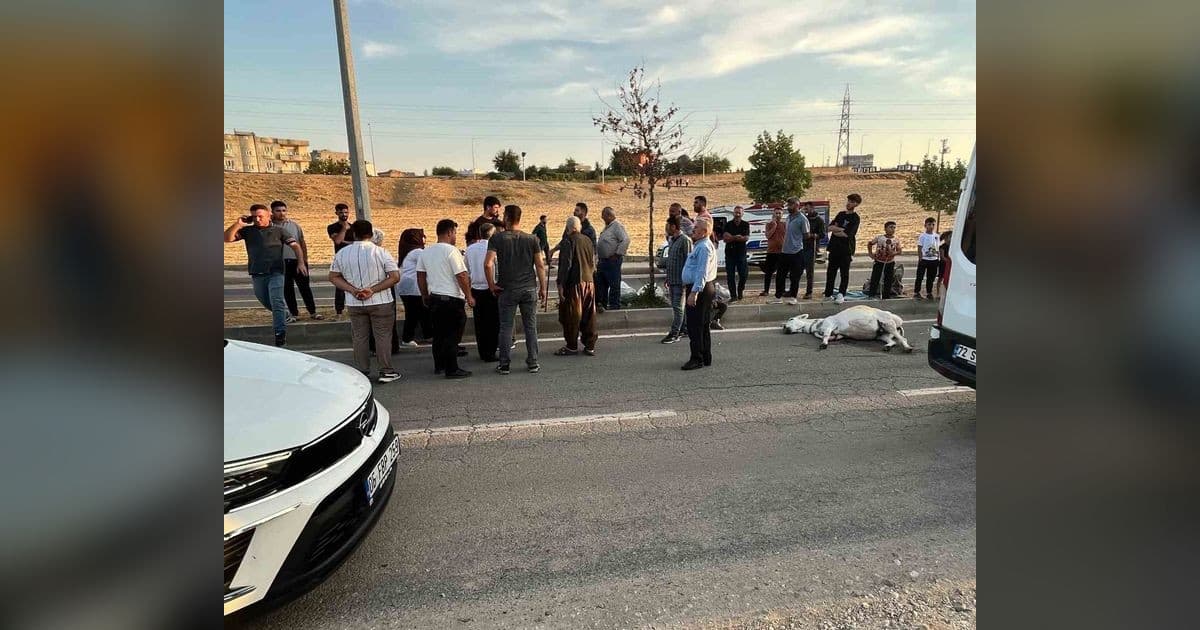 Batman’da hafif ticari araç eşeğe çarptı