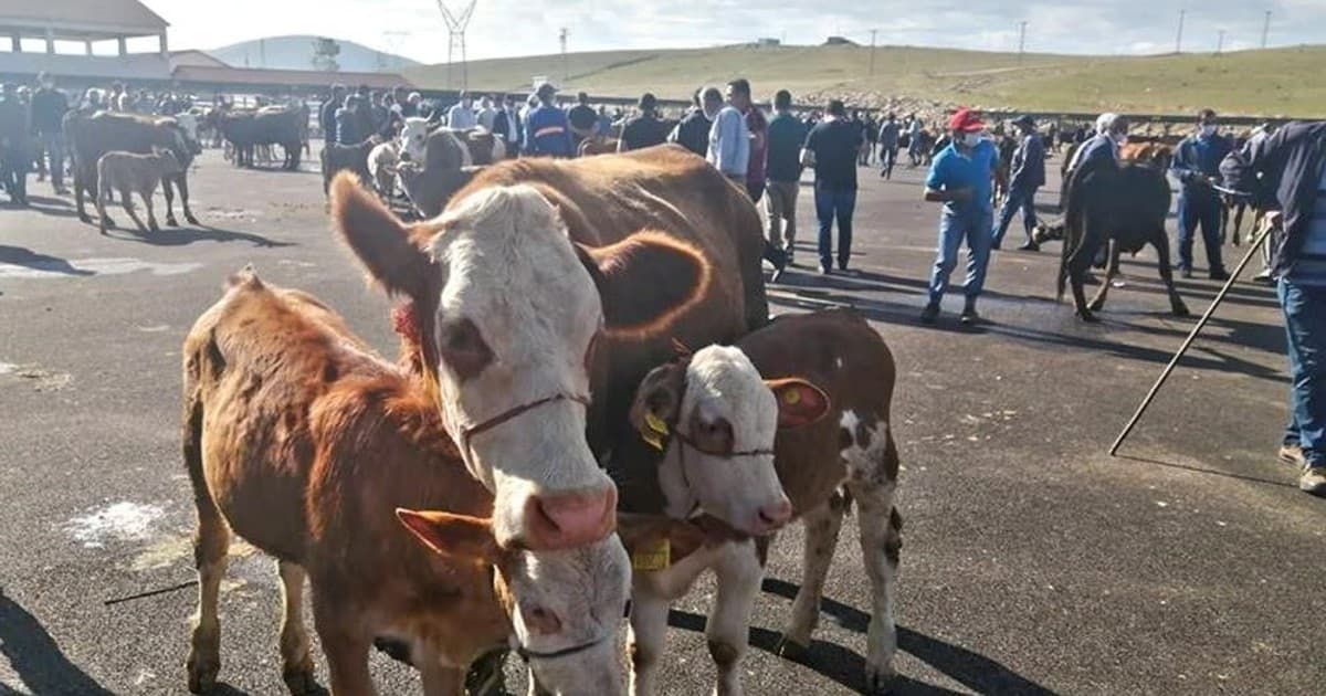 Bayburt’ta yetiştiricilere şap hastalığı uyarısı