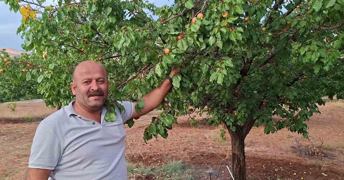 Malatya’da hasattan aylar sonra dalında kayısı bulunan ağaçlar şaşırtıyor