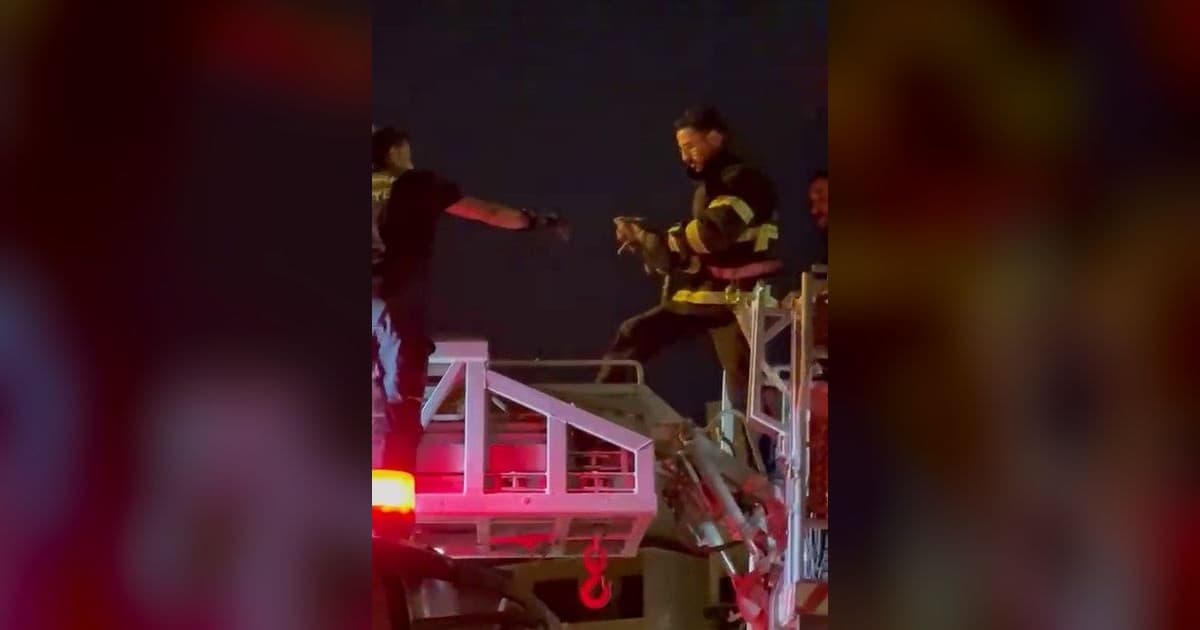 Mahsur kalan kediyi itfaiye ekipleri kurtardı