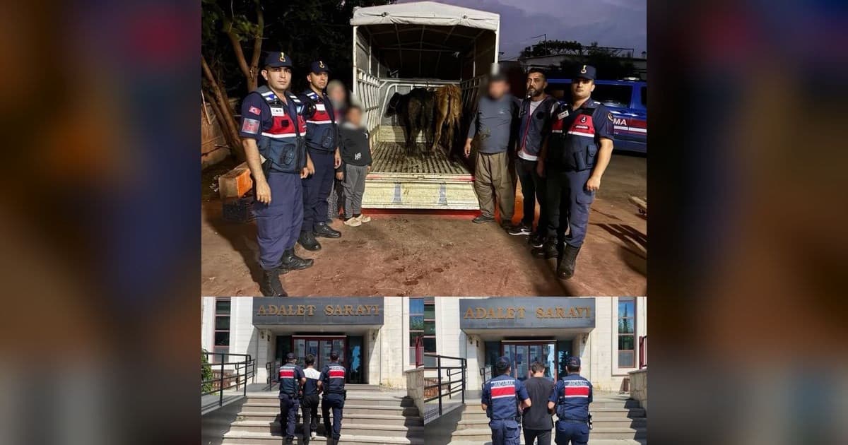 Jandarma çalınan 13 hayvanın izini sürdü: 3 büyükbaş sahibine teslim edildi