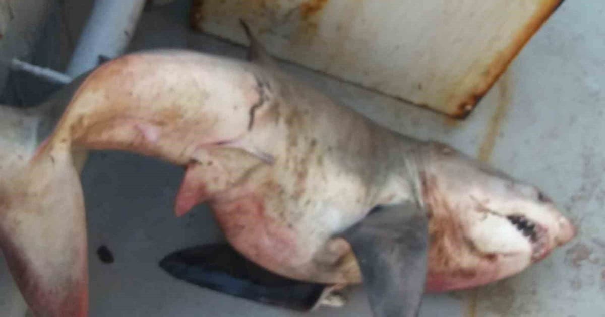 Saros Körfezi’nde balıkçıların ağına 65 kiloluk köpek balığı takıldı