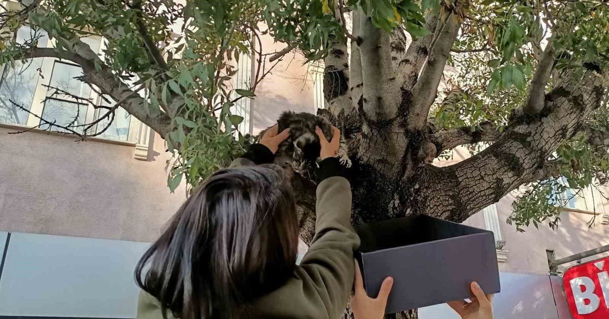 Erzincan’da ağaca çıkan yavru kedi yaş mamayla ikna edilerek kurtarıldı