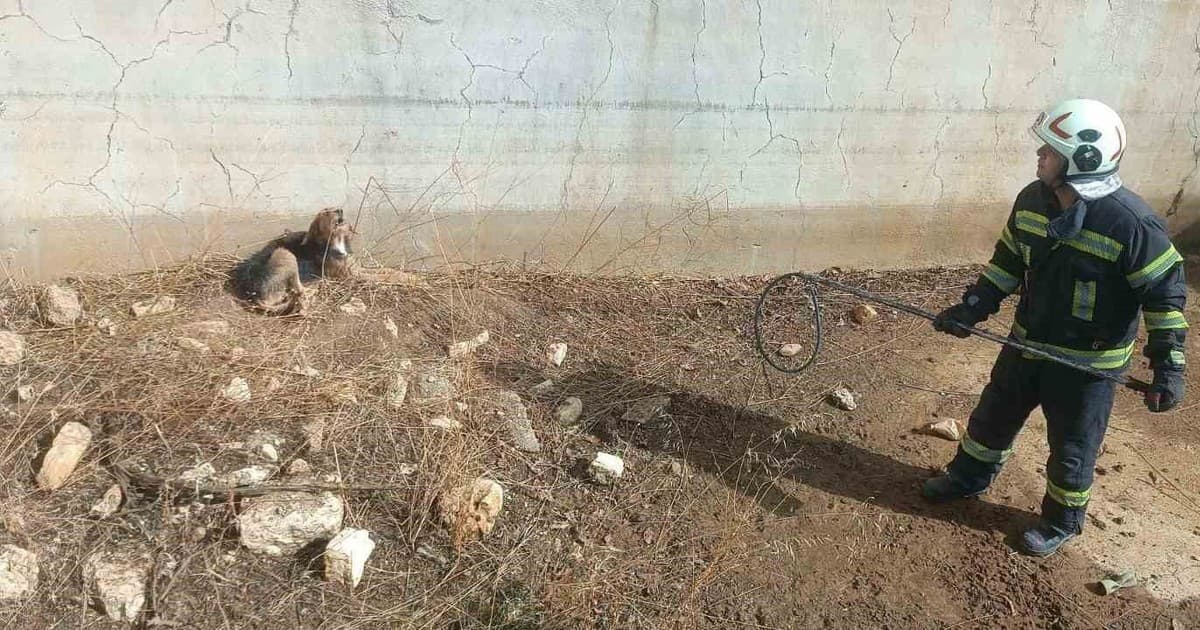Kuru havuzda mahsur kalan köpek kurtarıldı