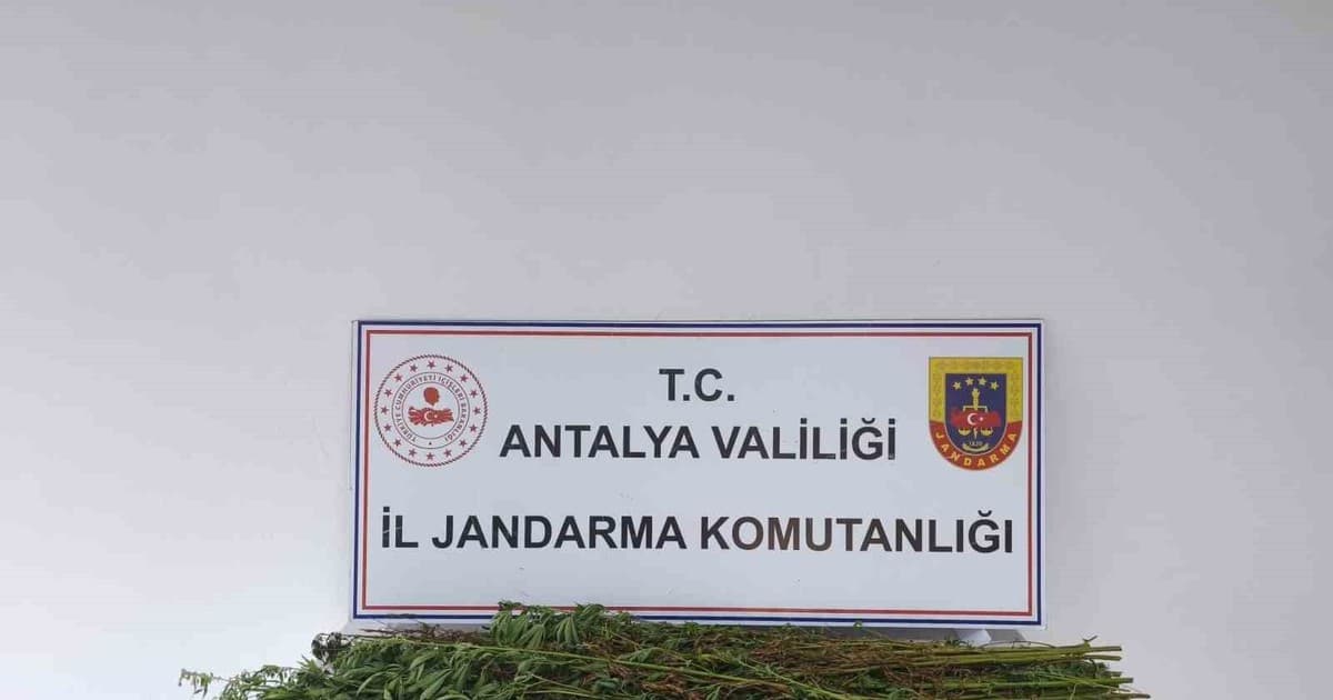 Serik’te 80 kök kenevir bitkisi ele geçirildi