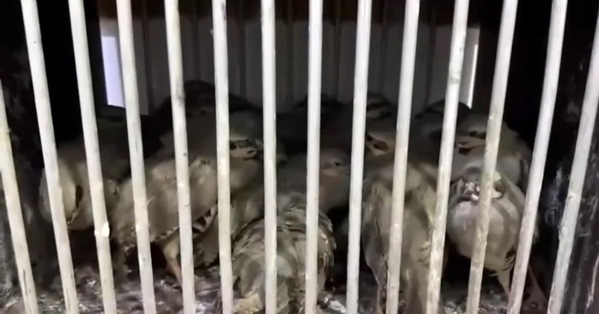 Van'da Kaçak Kafes Avcılarına 211 Bin Lira Caza Kesildi