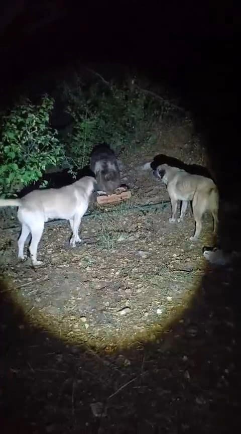Köpeklerin Havlamasına Alışkın Olan Ayının Rahatlığı Cep Telefonuna Yansıdı
