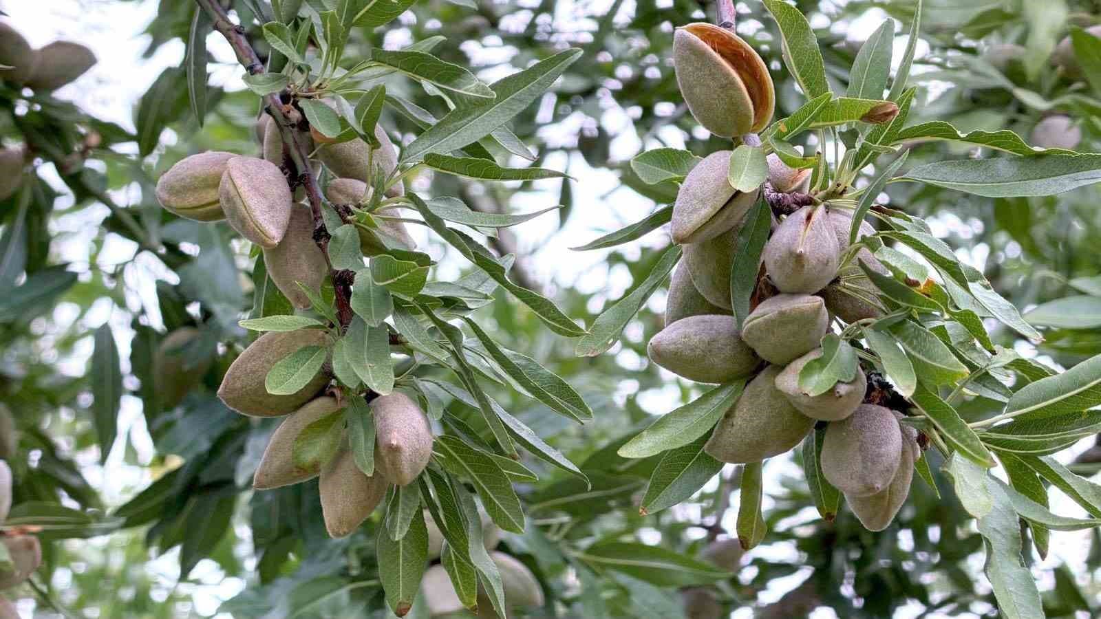 Akşehir'de Kiraz Üreticisi İşçilik ve Pazarlama Sorunlarına Karşı Bademe Yöneliyor