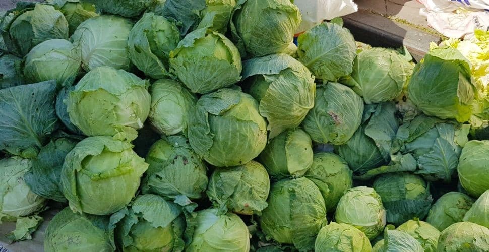 Coğrafi İşaret Yolundaki Alucra Keleminde Tarladan Sofraya Hasat Mesaisi Başladı