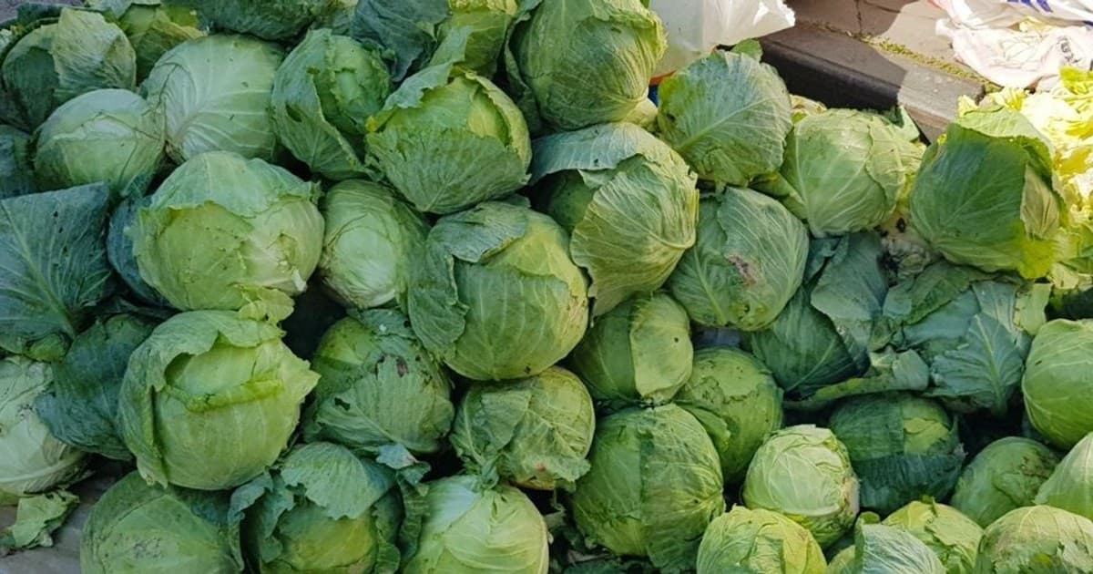 Coğrafi İşaret Yolundaki Alucra Beyaz Lahanasında Hasat Zamanı