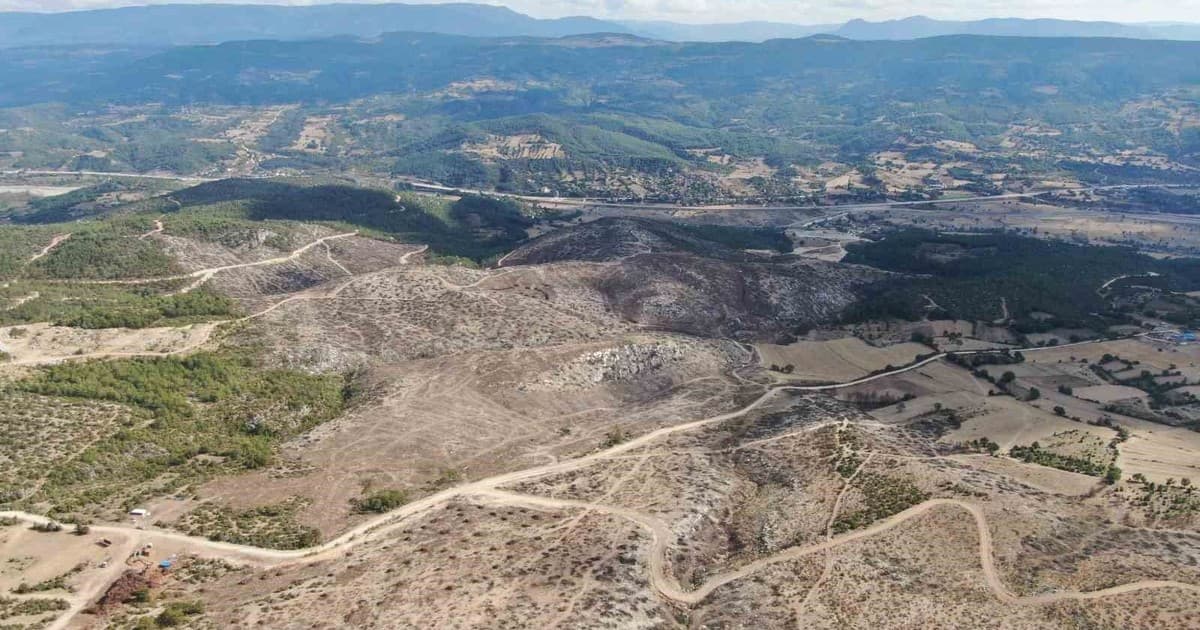 Kastamonu'da Yanan Orman Sahası Temizleniyor: Kökler Enerjiye Dönüştürülüyor