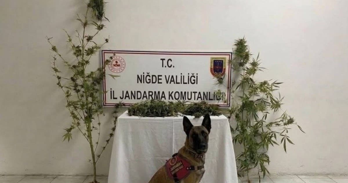 Ulukışla'da Jandarmadan Uyuşturucu Operasyonu: 1 Gözaltı