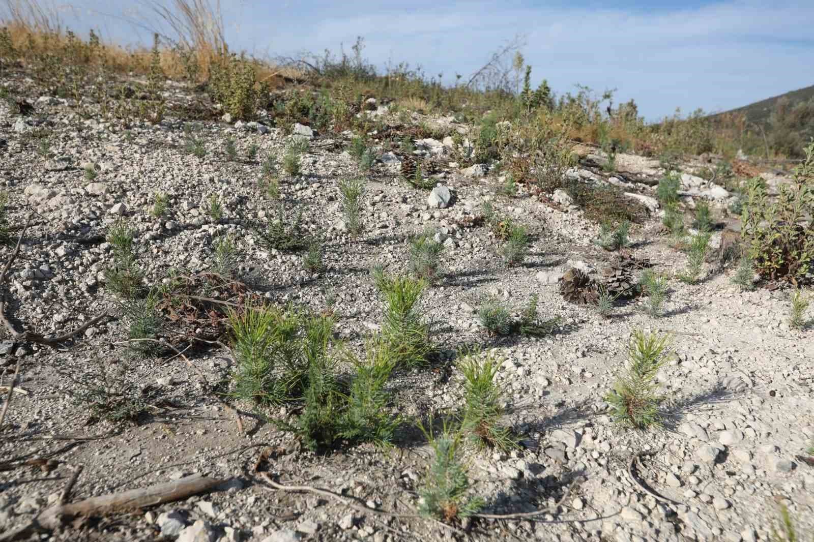 Saruhanlı'da Yangından Etkilenen Alanlar 11 Kasım'da Fidanlarla Buluşuyor