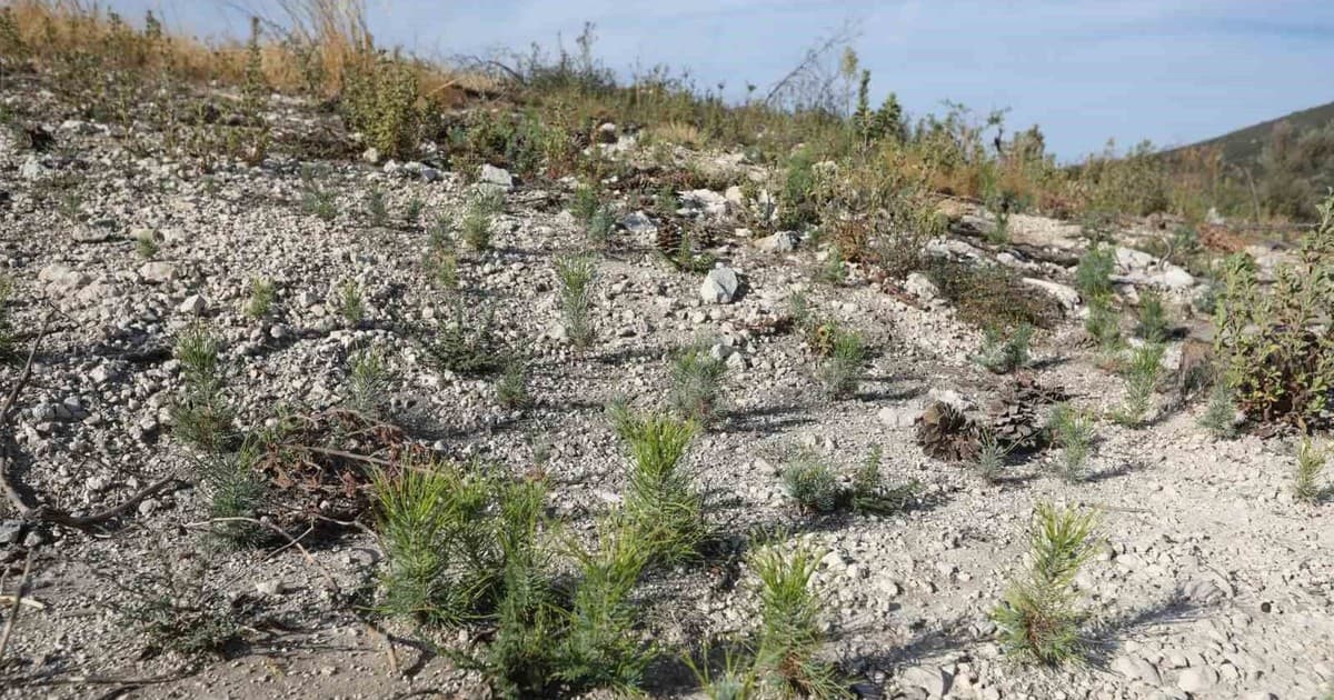 Manisa'da Küllerinden Doğacak Orman İçin Dikim Hazırlıkları Tamamlandı