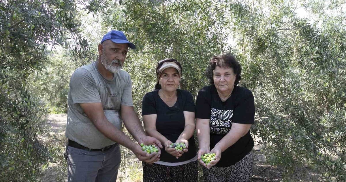 Mersin'de Büyükşehrin Dağıttığı Zeytin Fidanları İlk Meyvelerini Verdi