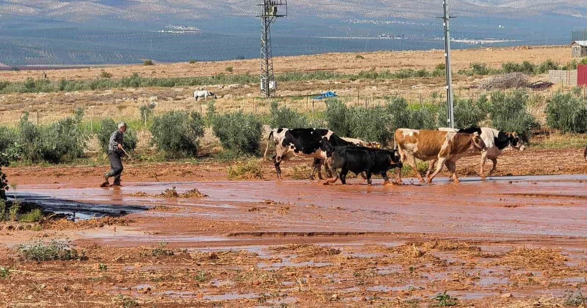 Hatay'da Kısa Süreli Sağanak Sele Yol Açtı: Tarım Arazileri ve Evler Ziyan Gördü