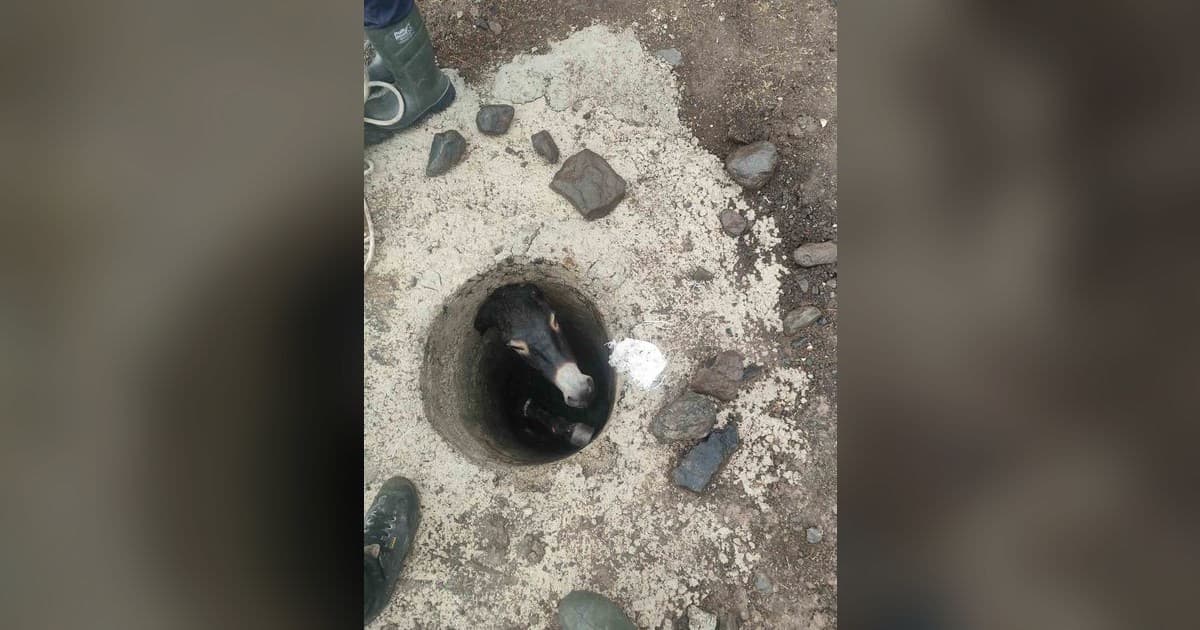 Elazığ'da Kuyuya Düşen Eşek İtfaiye Tarafından Kurtarıldı