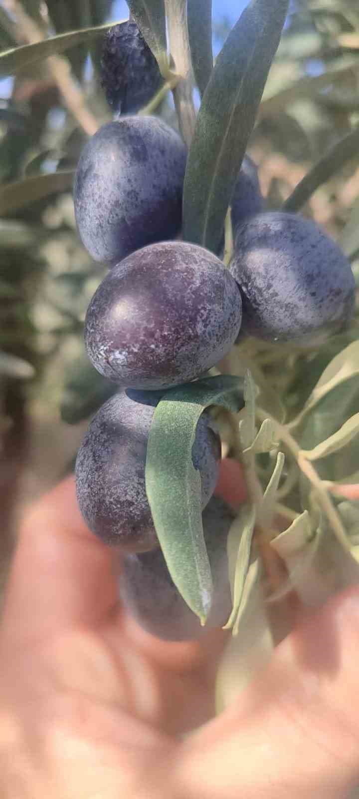 Didim'de Zeytin Üreticilerine Zeytin Sineği Zararlısına Karşı Kritik Uyarı