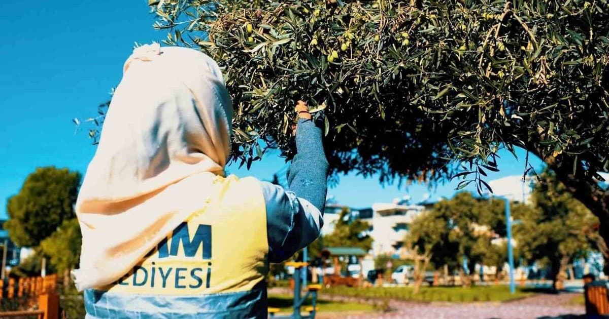 Didim Belediyesi Parklardaki Zeytinleri Toplayarak Zeytinyağına Dönüştürüyor