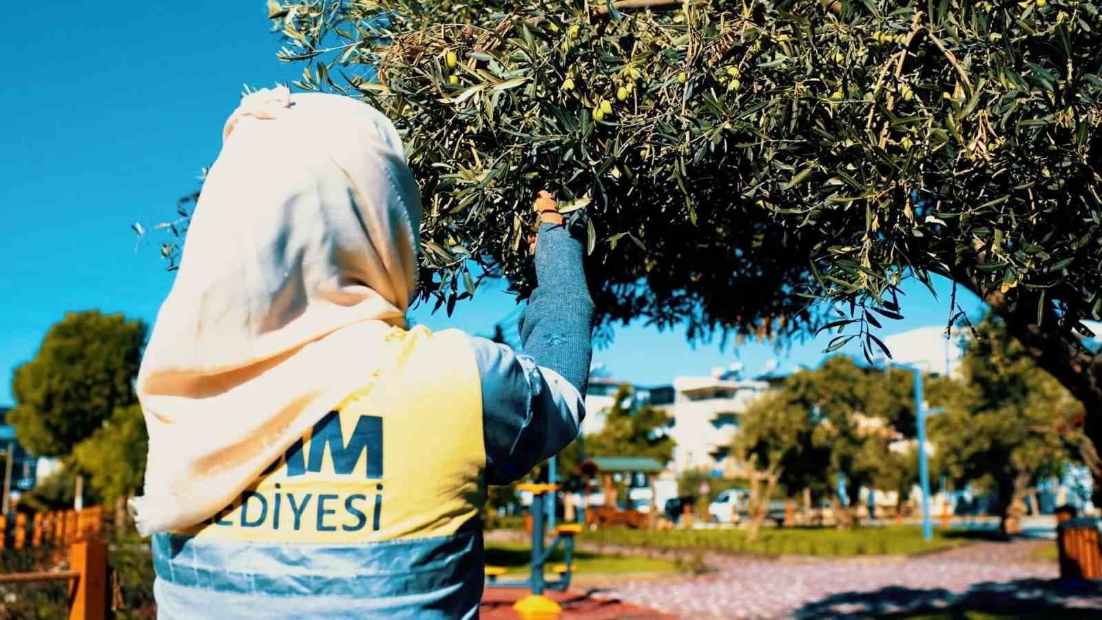 Didim Belediyesi Parklardaki Zeytinleri 'Didyma' Markasıyla Sofralara Taşıyor