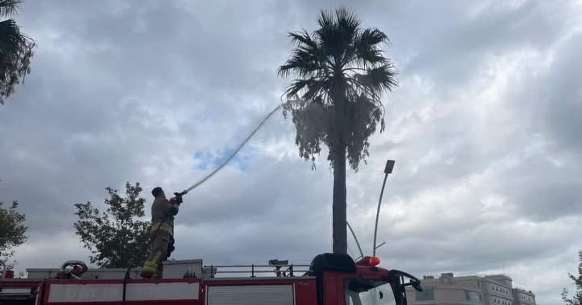 İskenderun'da Yıldırım Düşen Ağaç Alev Alev Yandı