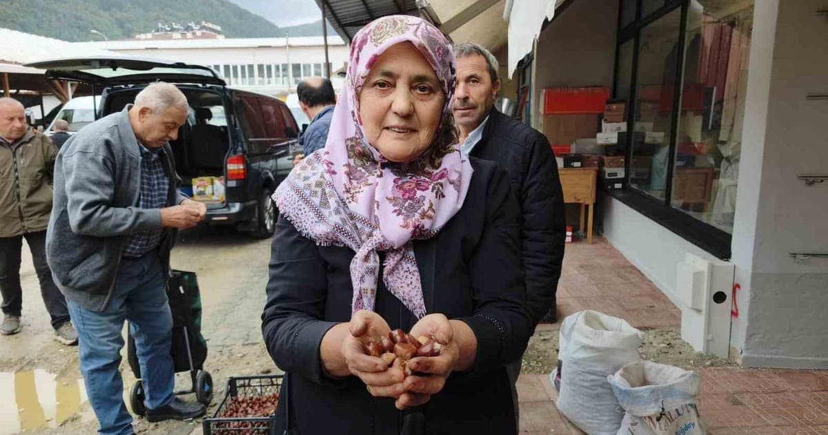 Sinop'ta Kuzu Kestanesi Hasadı Başladı: İlk Ürünler Tezgahlarda