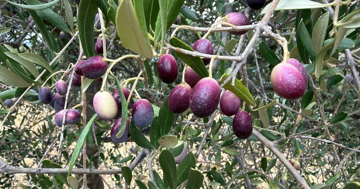 Zeytinyağında Kalite İçin En Uygun Hasat Zamanı: Alacalı Dönem