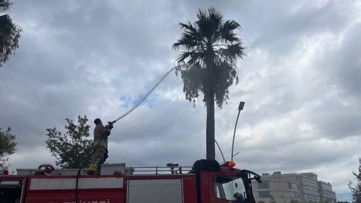 İskenderun'da Yıldırım Düşen Ağaç Alev Alev Yandı
