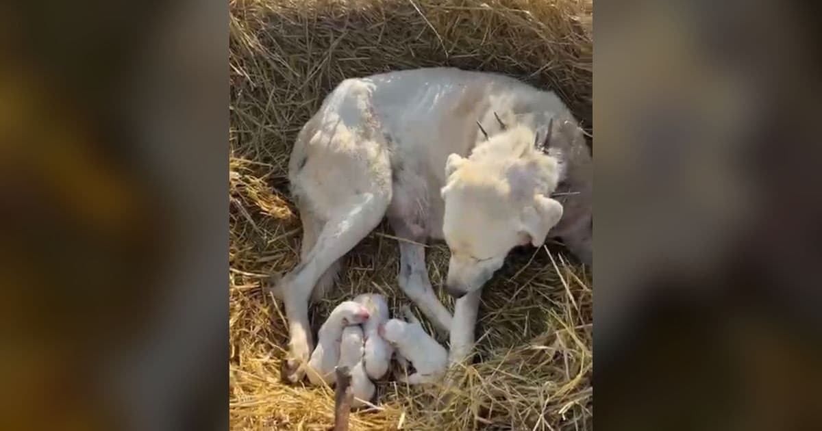 Mera Ortasında Doğum Yapan Çoban Köpeği Dört Yavru Dünyaya Getirdi