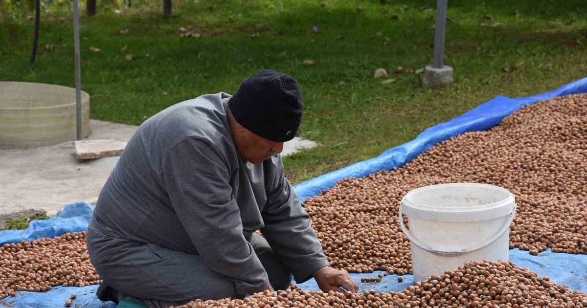 Sakarya'nın Yüksek Kesimlerinde Fındık Hasadı Ve Kurutma Mesaisi Sürüyor