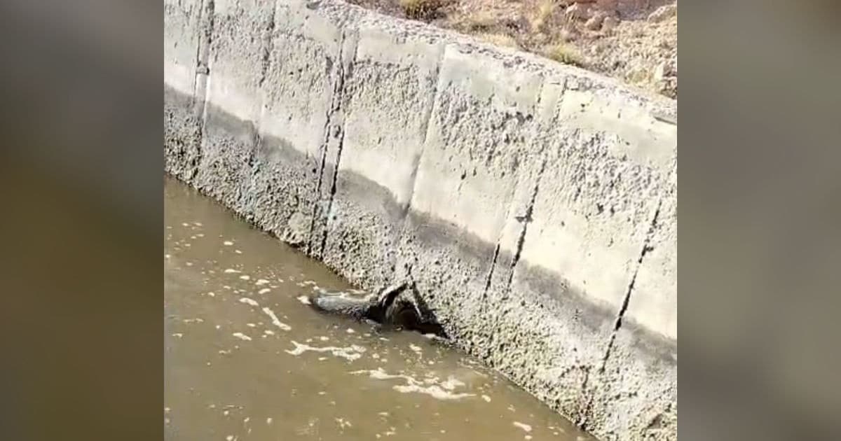 Malatya'da Sulama Kanalında Mahsur Kalan Nadir Bal Porsuğu Kurtarıldı