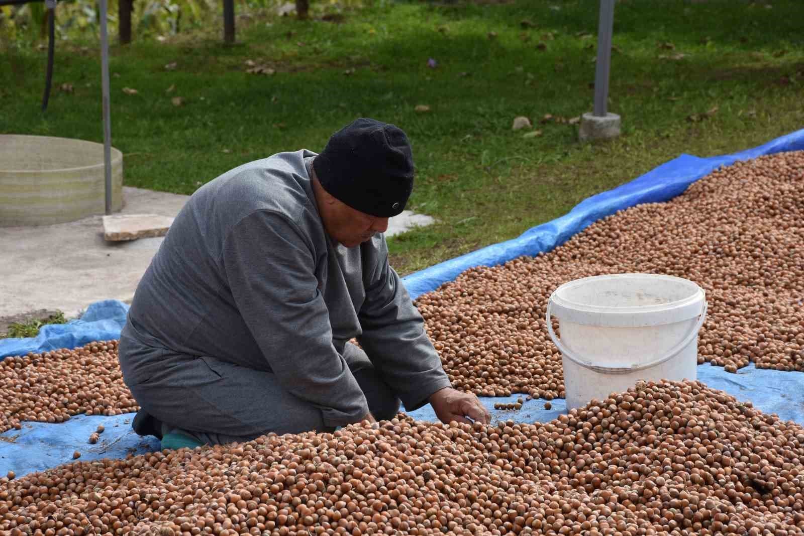 Sakarya’nın Yüksek Kesimlerinde Fındık Hasadı Ve Kurutma Mesaisi Sürüyor