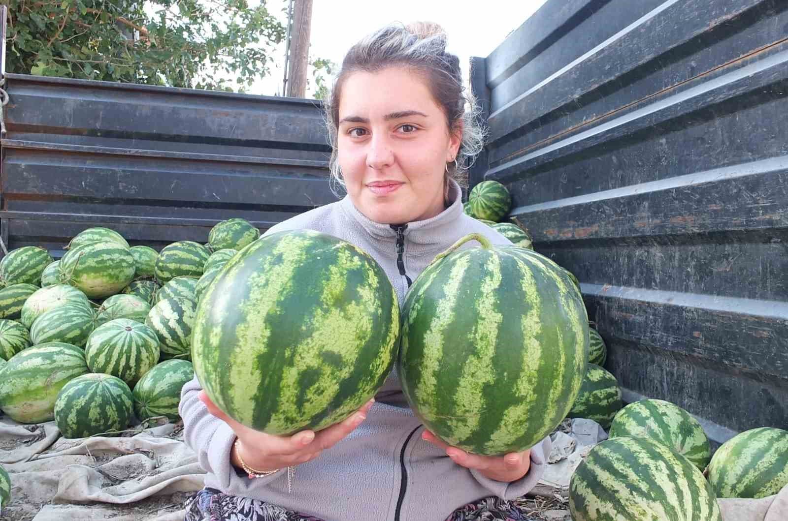 Burhaniye'de Son Turfanda Güz Karpuzu Hasadı Üreticinin Yüzünü Güldürdü
