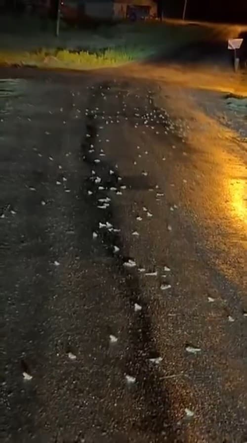Bingöl'de Sağanak Sonrası Yolları Kurbağalar Bastı