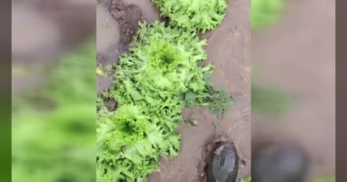 Sakarya'da Yağış Sonrası Tarlalarda Çamur İçinde Zorlu Hasat Mesaisi