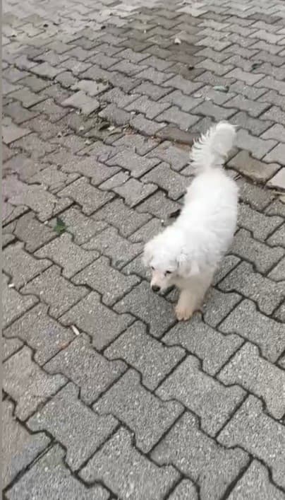 Motosikletlilerin Kovalamaca Sonrası Çaldığı 'Pamuk' Adlı Köpek Polisin Hızlı Takibiyle Bulundu