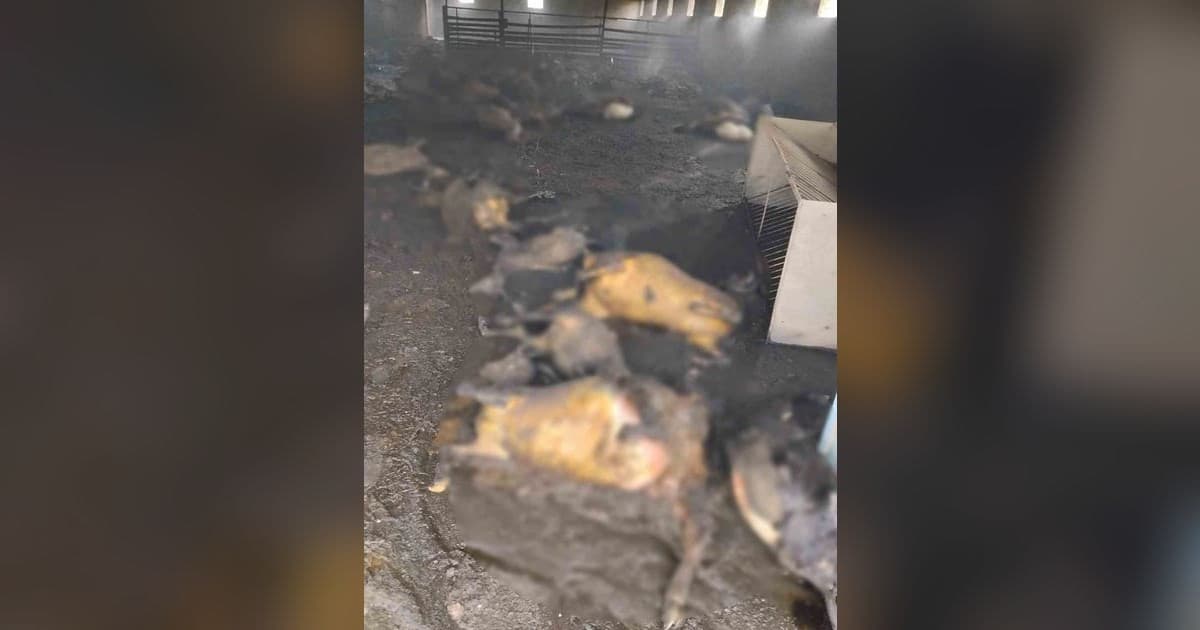 Tunceli'de Ahır Yangını Faciası: 200 Küçükbaş Hayvan Telef Oldu