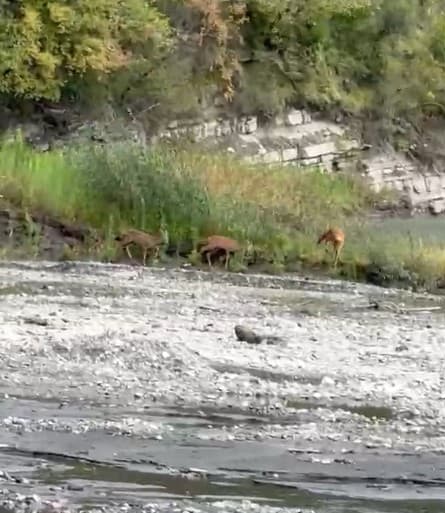 Kastamonu’da dereden su içen karacalar kameraya yansıdı