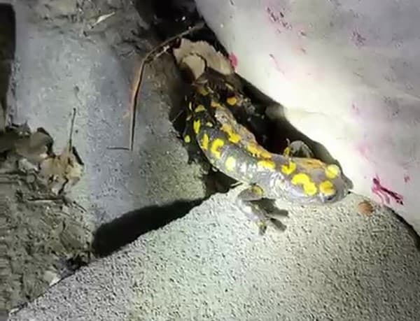 Malatya’da nesli tükenmekte olan semender yağış sonrası görüntülendi