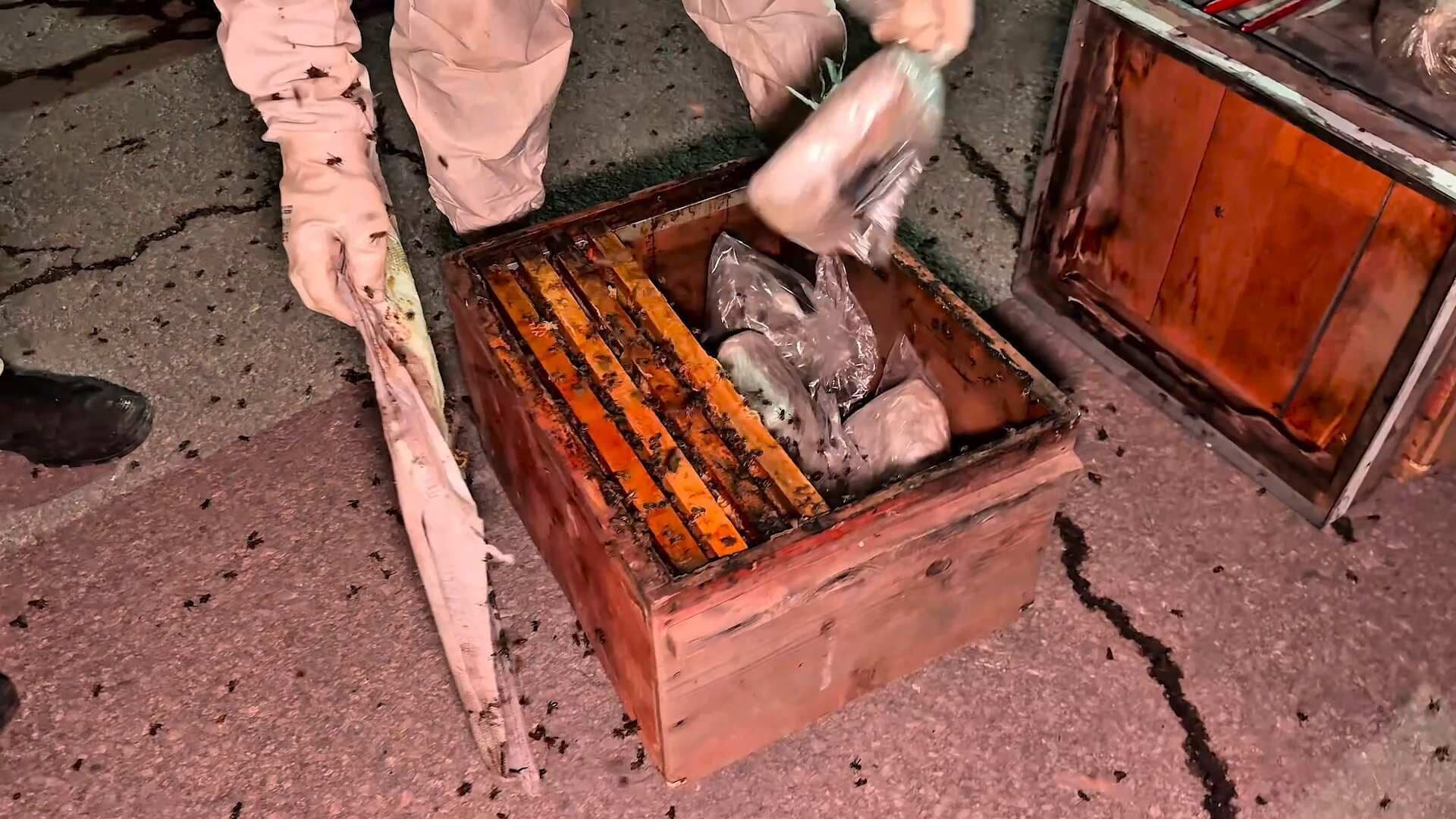 Peteklerin arasında uyuşturucu bulundu