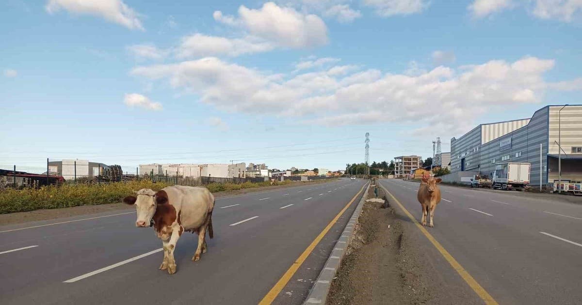 Yol ortasında başıboş yürüyen inekler tehlike oluşturdu