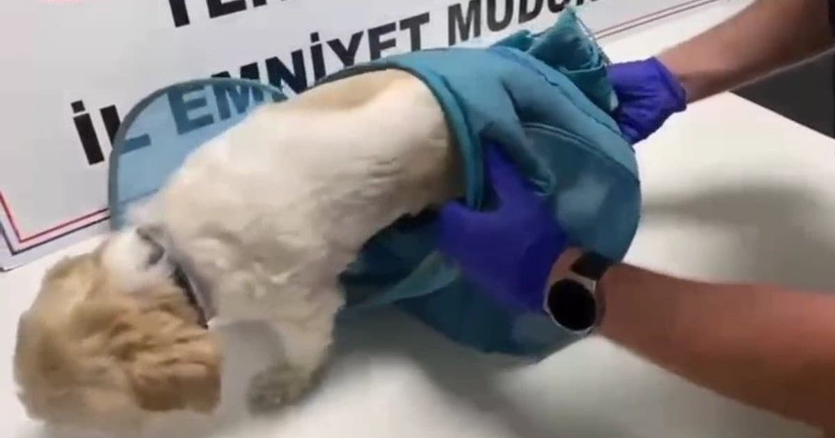 Pes dedirten yöntem: Uyuşturucuyu evcil hayvan pusetine gizlediler