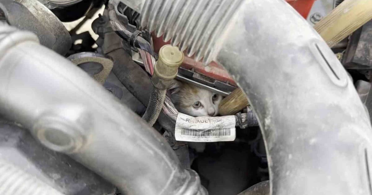 Aracın motor kısmına giren kedi uzun uğraşlar sonucu çıkartıldı