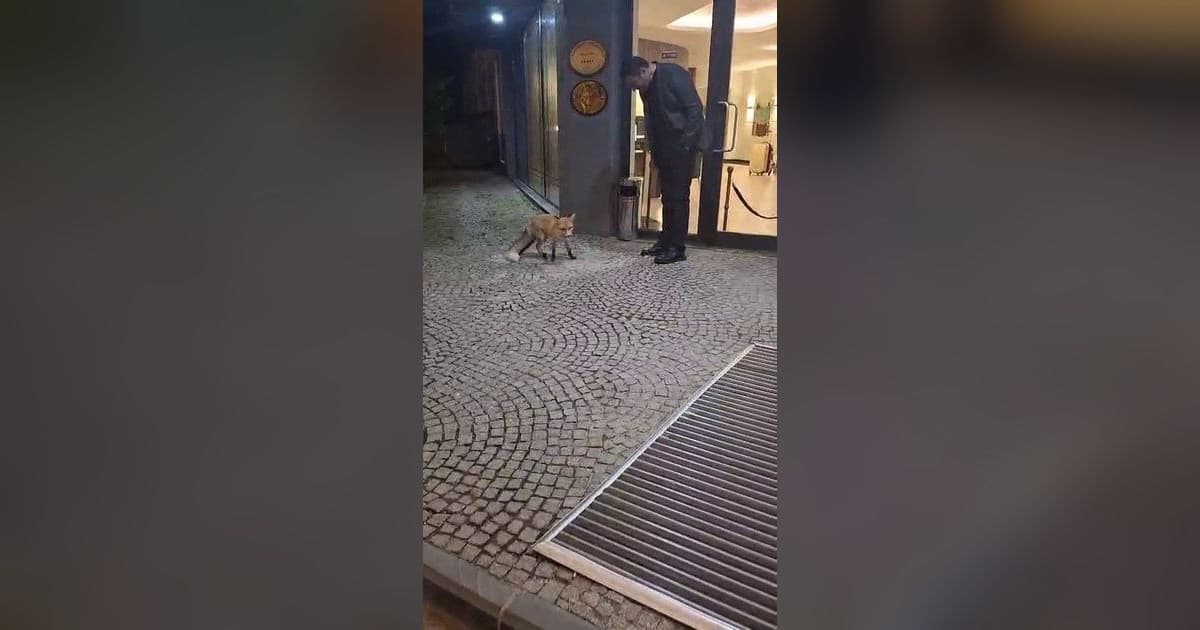 Palandöken’de ısıtan görüntü: Otel genel müdürü kapıya gelen tilkiyi eliyle besledi