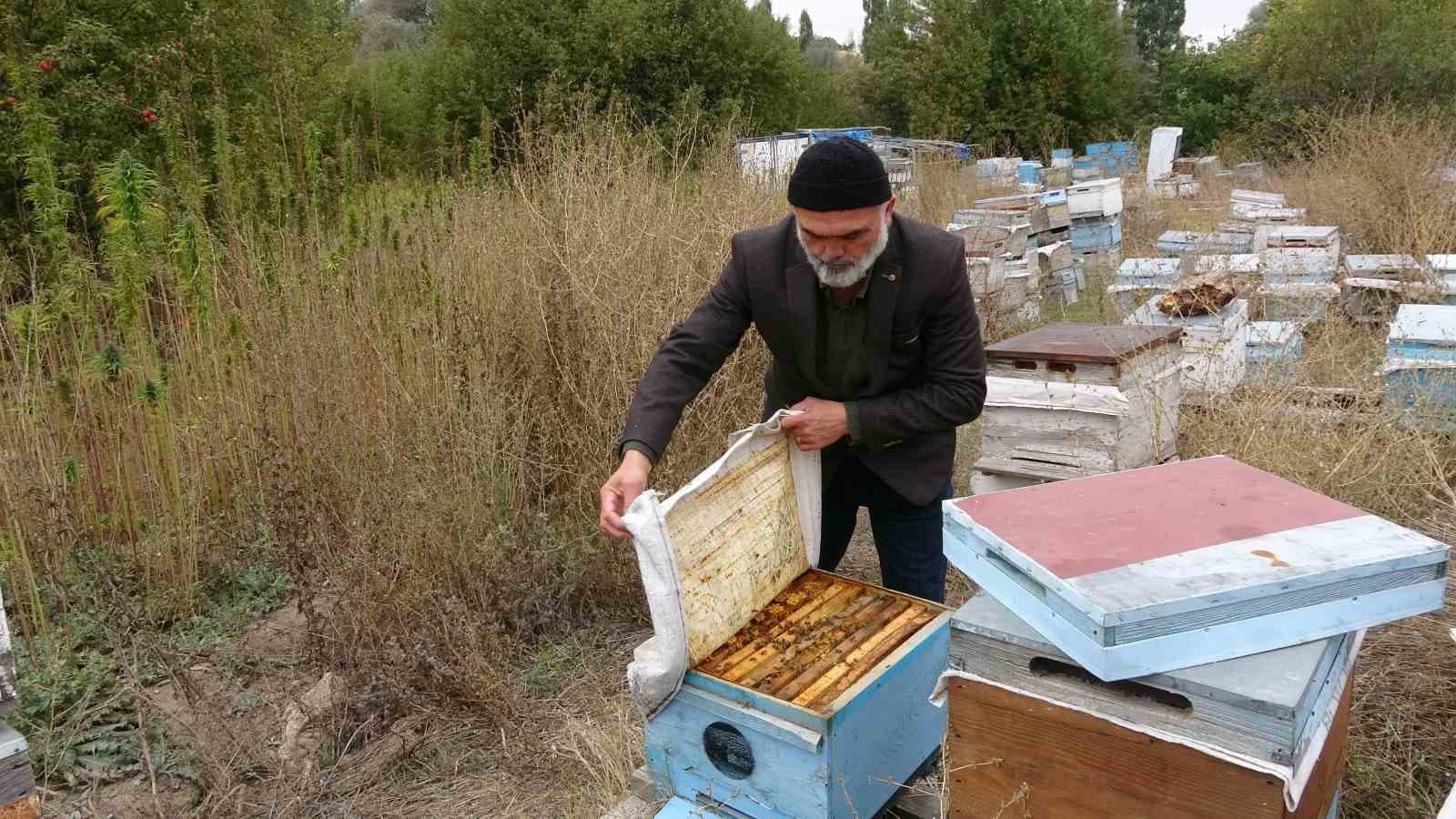 Yozgat’ta ezber bozan hasat: İlaçsız arıcılığın şifresi kenevirde bulundu