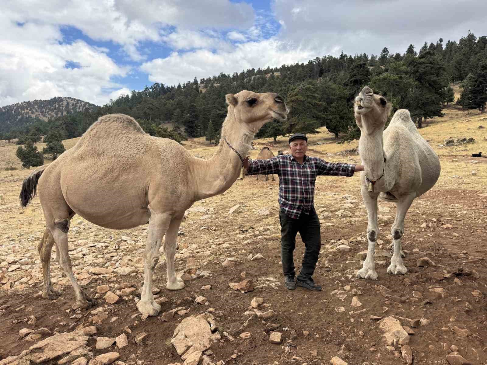 Yörük Kültürünün Son Temsilcisi: 73 Yaşındaki 'Kuş Ali' Devecilik Geleneğini Yaşatıyor
