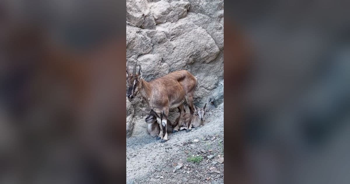 Anne yaban keçisi yavrularına tırmanmayı öğretiyor