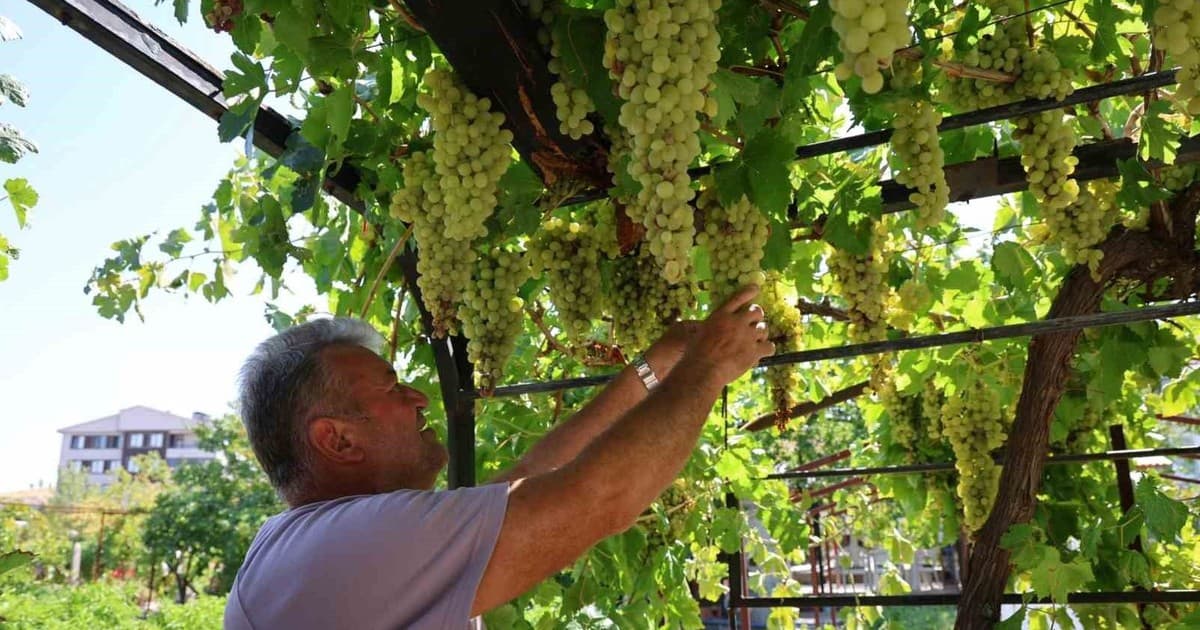 Üzüm tutkusu 650 çeşitlik koleksiyona dönüştü