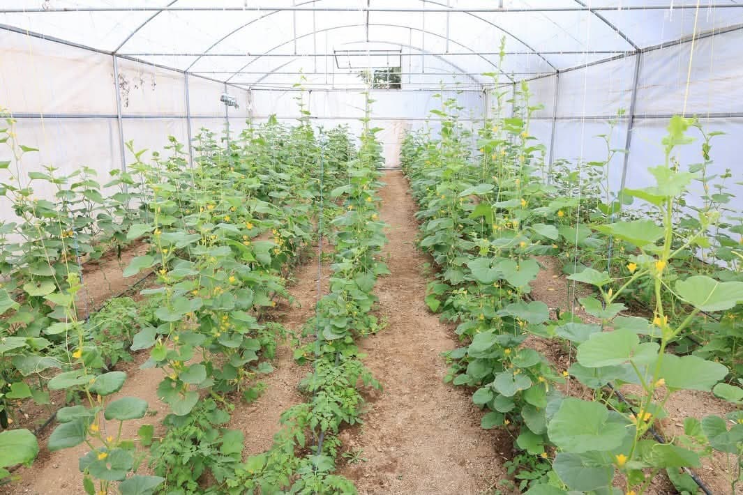 Elazığ'da Liselilerden Eğitim Serasında İlk Hasat Heyecanı